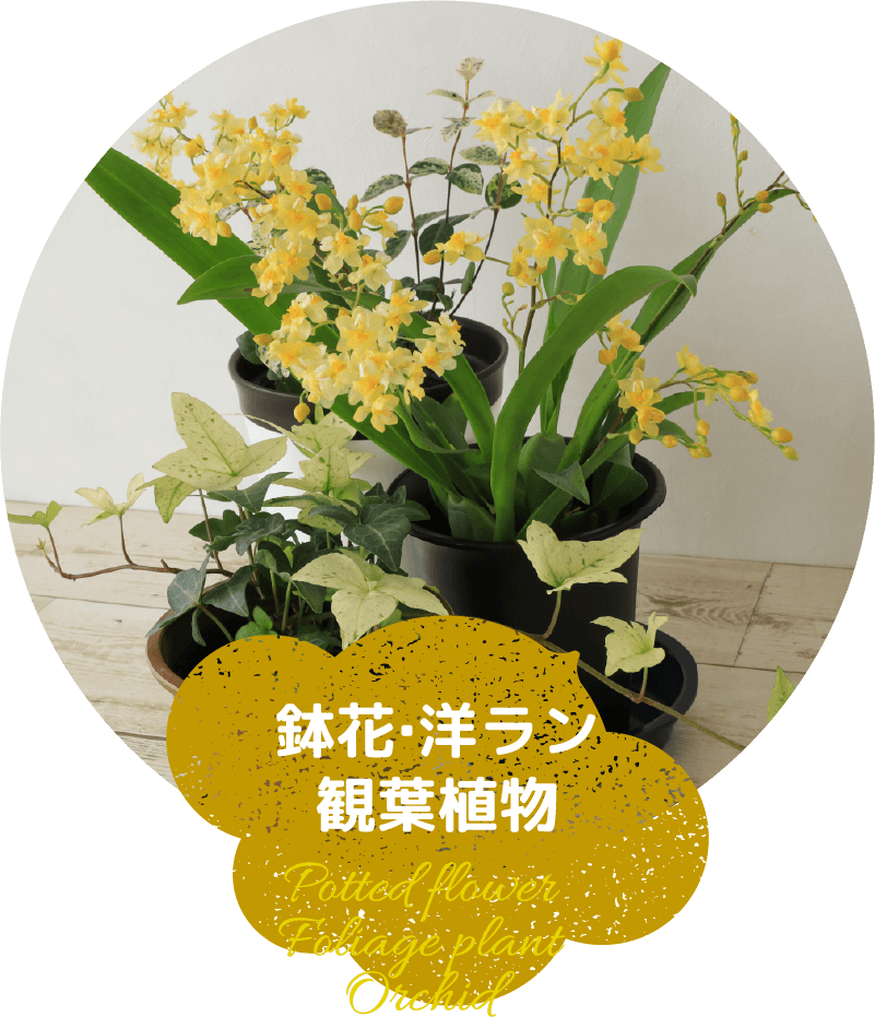 鉢花・洋ラン観葉植物